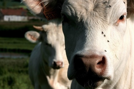 Estados Unidos Reporta Un Nuevo Caso Del Mal De Las Vacas Locas En 5