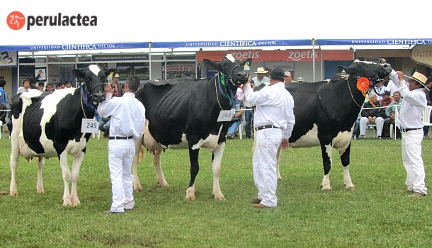 Holstein_Peru
