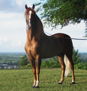 Puerto_rican-Paso-Fino-Horse-chestnut-288x300