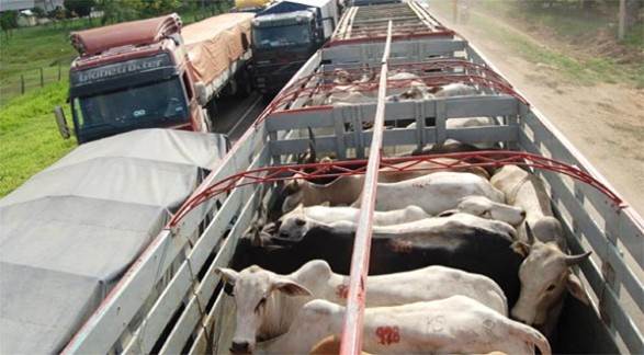 transporte de ganado hacinado