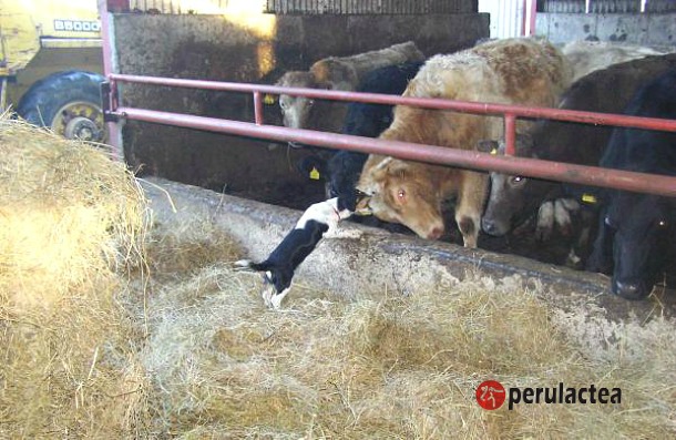 Neosporosis La Mayor Causa de Abortos en Vacas al Final de la Gestación Perulactea