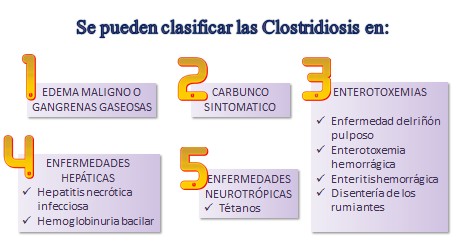 clasificación de la clostridiosis
