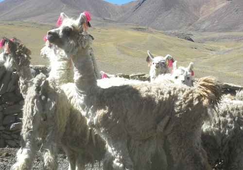 fibras_de_camelidos_altiplano