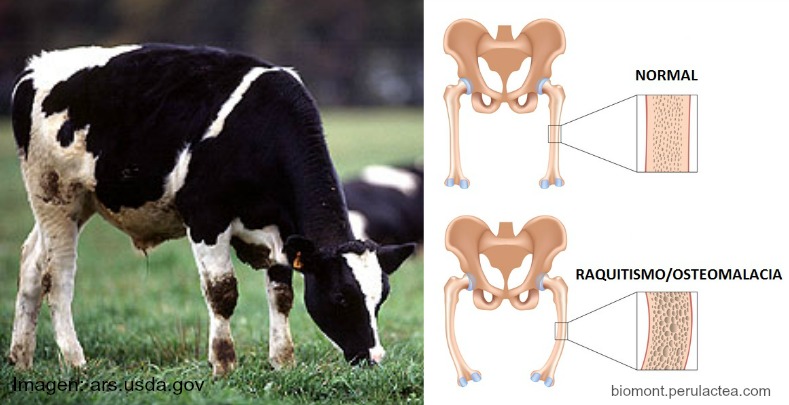 terneros holstein - vitamina D