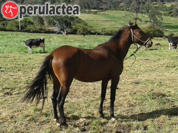 caballo peruano de paso