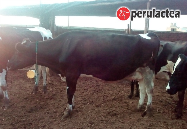 vacas_perulactea_5