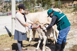 MINAGRI Impulsa el Desarrollo de la Ganadería Familiar Protegiendo a Animales contra la Rabia