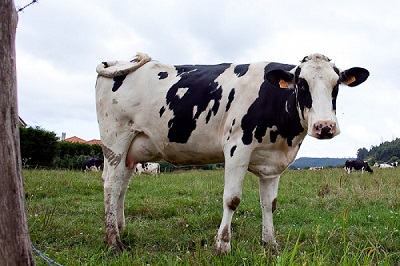Controlar y Reducir los Casos de Dermatitis Digital entre las Vacas Lecheras