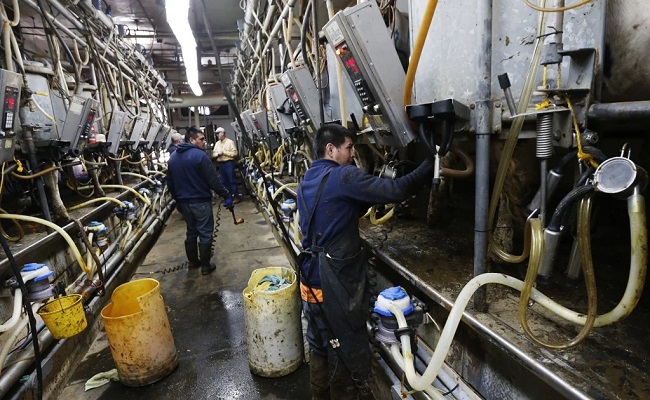 La industria de la leche en EE. UU. se mantiene creciente pese al Covid - 19