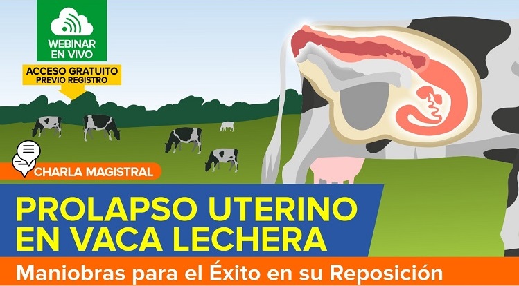 Videoconferencia: Prolapso Uterino en Vaca Lechera