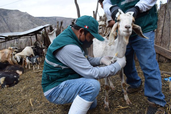 Acciones sanitarias del MINAGRI resguardan ganado caprino en Cusco