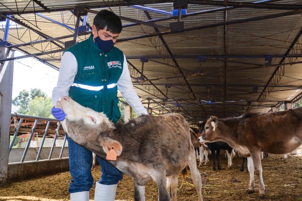 MINAGRI brinda asistencia sanitara para mejora de ganado vacuno de Centro Experimental