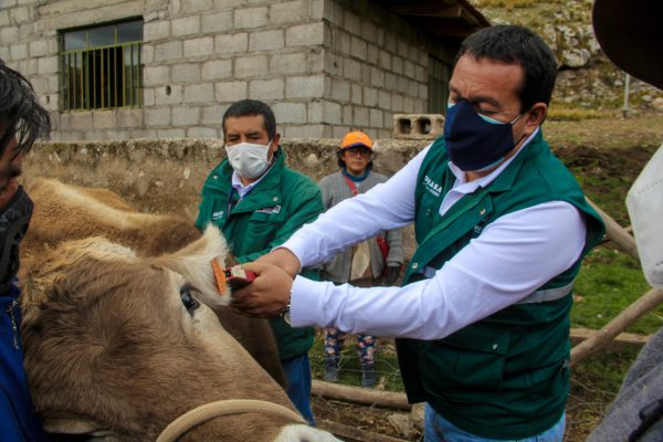 SENASA inició identificación de animales de abasto en beneficio de la ganadería familiar de Junín
