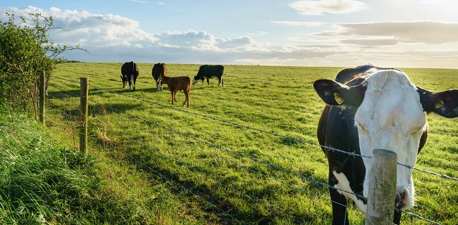 Mercado de Carne de Res Alimentada con Pasto Seguirá Creciendo en los Próximos Años