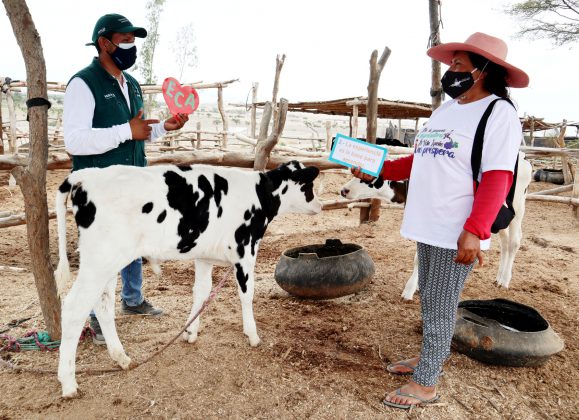 Implementación de Escuelas de Campo atenderán ganadería familiar en Ica
