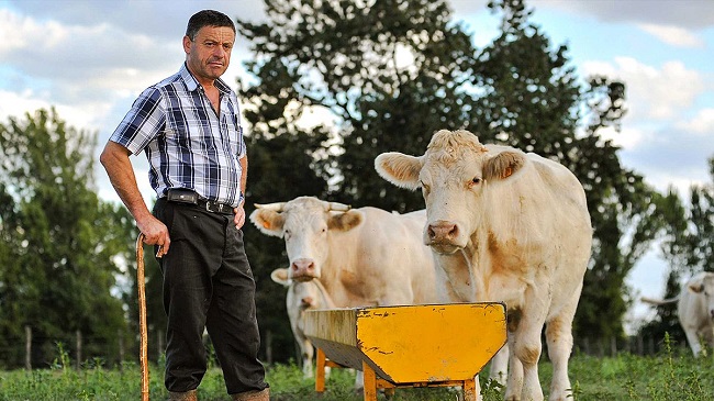 Ganaderos Peruanos Sacrificarán 2000 Vacas por los Elevados Costos para Mantenerlas debido a la Crisis Económica