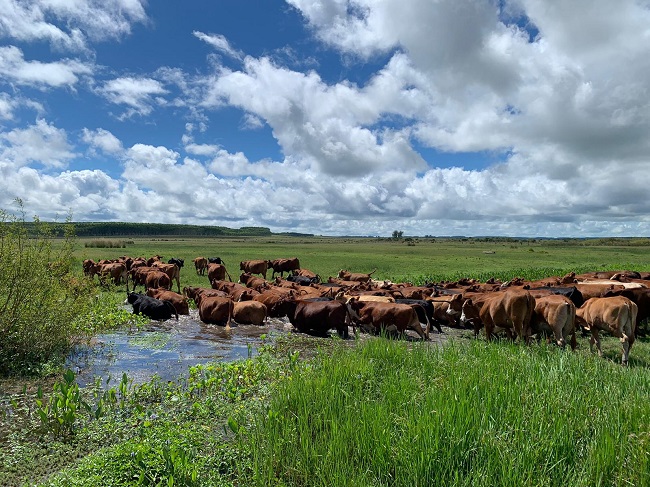 El gobierno uruguayo le apuesta a la ganadería climáticamente inteligente