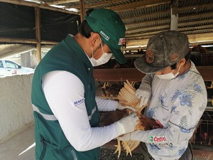 SENASA monitorea condición sanitaria de aves en Arequipa