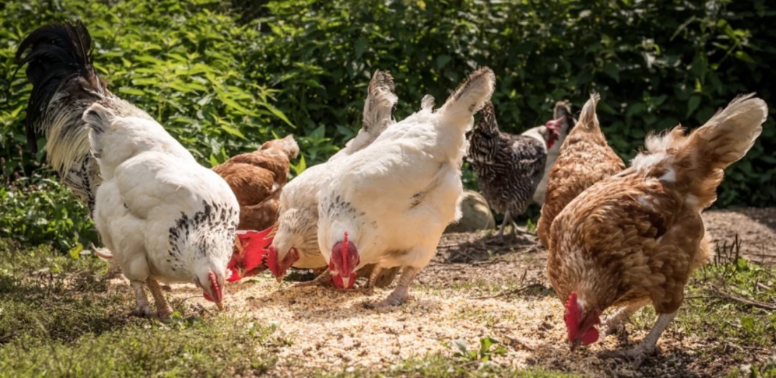 ¿Gel de aloe vera para mejorar el rendimiento de los pollos?