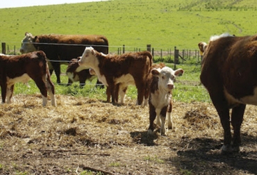 Argentina, Australia y Brasil empezarían a retener ganado, lo que reduciría oferta de carne