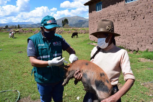 Campaña de vacunación contra la peste porcina resguarda capital pecuario de criadoras de cerdos