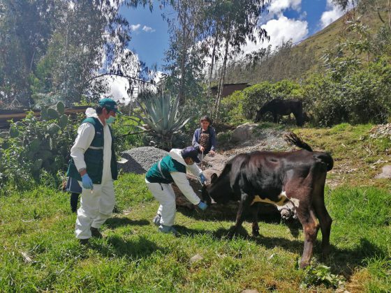 Senasa realiza campaña de vacunación de ganado para prevenir la Rabia de los herbívoros