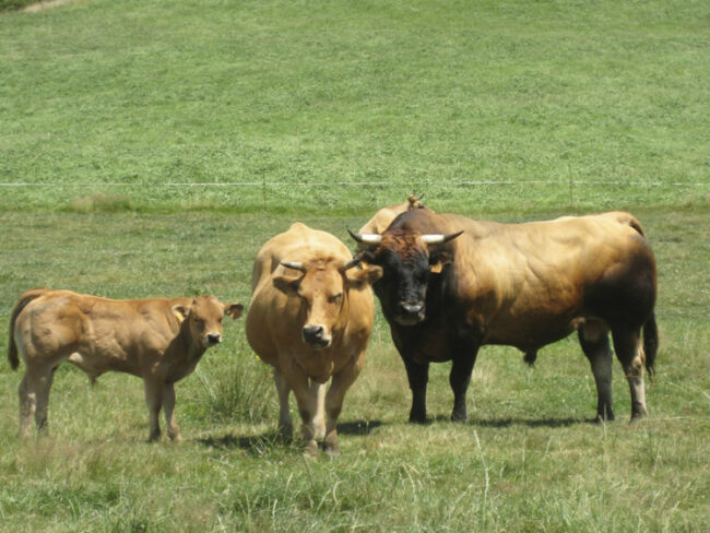 España es una reserva de biodiversidad en razas de ganado puro y autóctonas