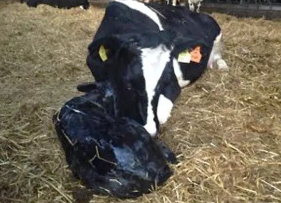 Estados Unidos: Casi siete millones de Vacas Lecheras fueron Inseminadas con Razas Cárnicas