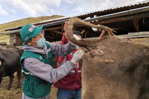 Estrategias sanitarias del SENASA despliegan acciones permanentes para el control de Tuberculosis y Brucelosis bovina