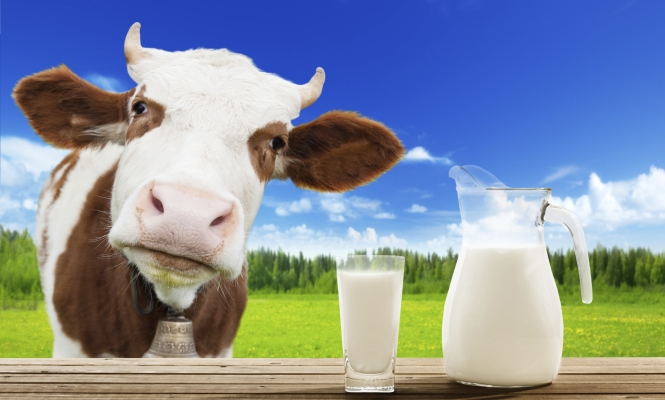 El Sistema Digestivo de las Vacas Influye en la de Vitamina B12 que Consumen las Personas