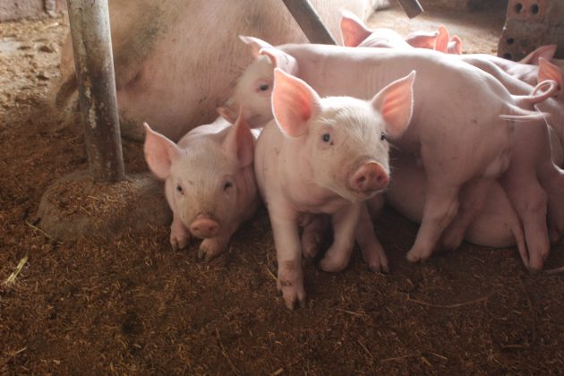Refuerzan Medidas para Prevenir Ingreso de Peste Porcina Africana al Perú