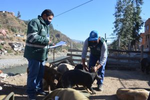 SENASA Evaluó Condición Sanitaria de Animales en Feria Ganadera de Challhua - Perú