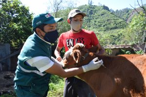 SENASA Vacunó a más de 11 mil Animales para Prevenir Brotes de Rabia de los Herbívoros en Ayacucho - Perú