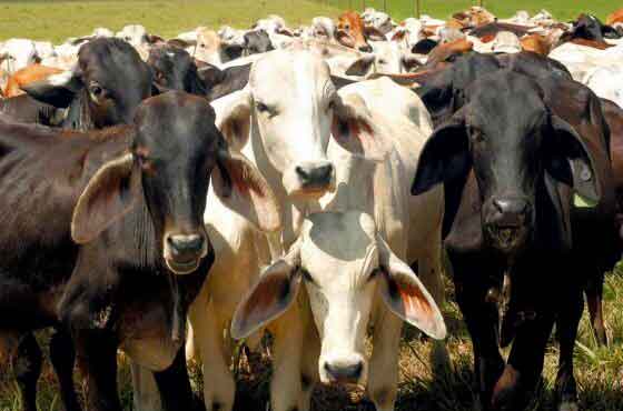 Fedenaga: Venezuela tiene “la capacidad de exportar carne y lácteos de buena calidad, pero ha venido mermando la producción”