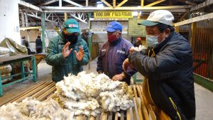 Establecimientos de Junín reciben autorización del SENASA para exportación de fibra de alpaca y lana de ovino