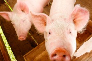 Argentina crece en consumo, exportación y producción de cerdo