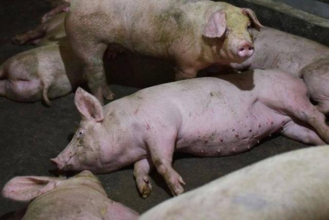 El riesgo de propagación de la Peste Porcina es extremadamente alto: OIE