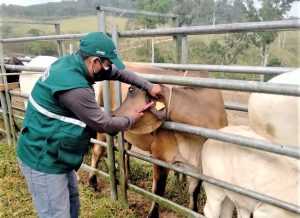MIDAGRI: Identificación de ganado bovino permite rastreabilidad sanitaria en Perú