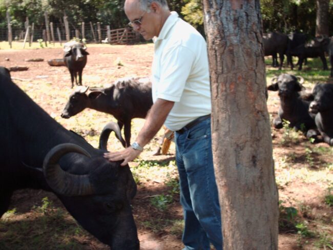 Crece en Argentina la Cría de Búfalos para la Elaboración de Productos Gourmet