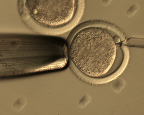 Estudio puede Determinar qué Genes Inciden en la Presentación de Muerte Embrionaria o Abortos en Ganado Bovino