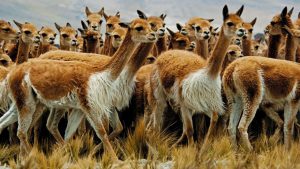 SENASA intervendrá en el 2022 para el control de sarna en vicuñas en todo Perú