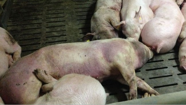 Ejercicio de simulacro: Peste Porcina Africana en Perú