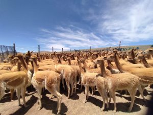 SENASA aprobó plan para el control de sarna en vicuñas de 11 regiones del país