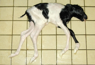 Conozca el Síndrome de Brachyspina, Enfermedad que Afecta al Ganado Holstein
