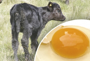 Suplementación de Calostro con Yema de Huevo crea una Respuesta Inmune por Parte de los Terneros
