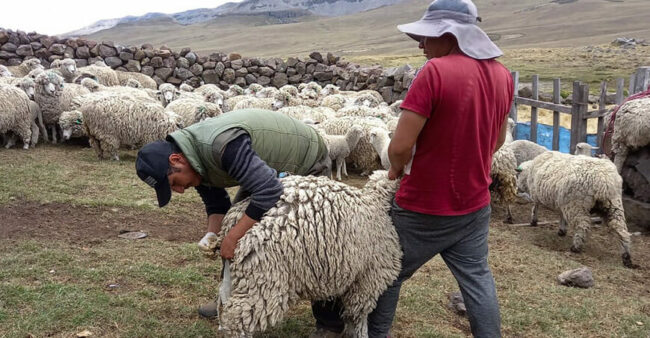 Ayacucho: realizan jornada sanitaria preventiva a vacunos y ovinos