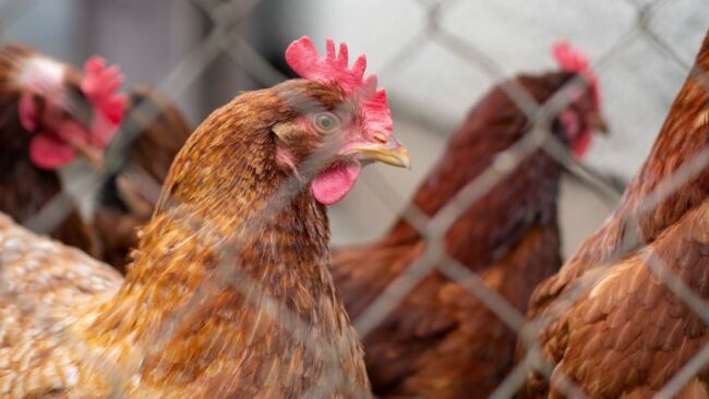 Veterinarios advierten sobre el alcance del brote de gripe aviar en Reino Unido