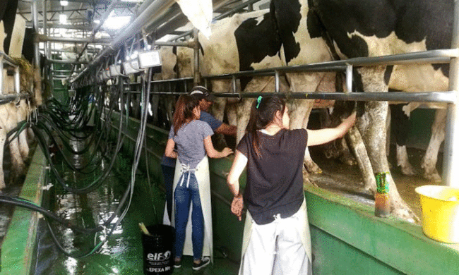 Nueva técnica de cruzamiento en Bovinos promete producir más leche con menos recursos