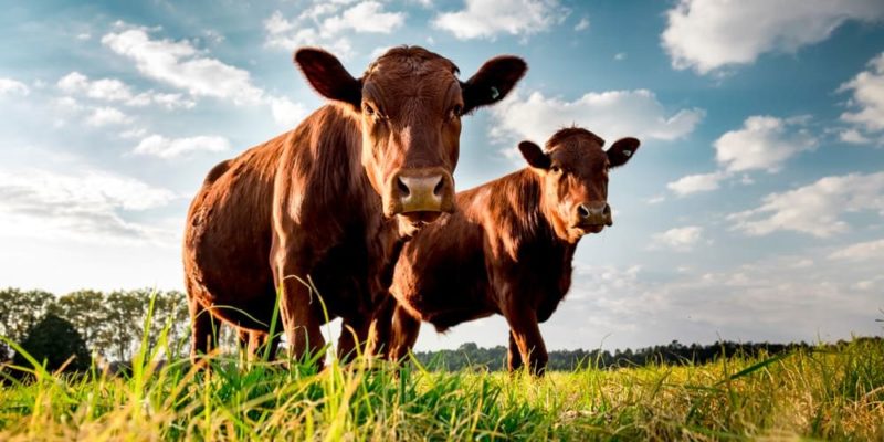 Costa Rica anuncia US$100 millones para controlar las emisiones de metano del ganado
