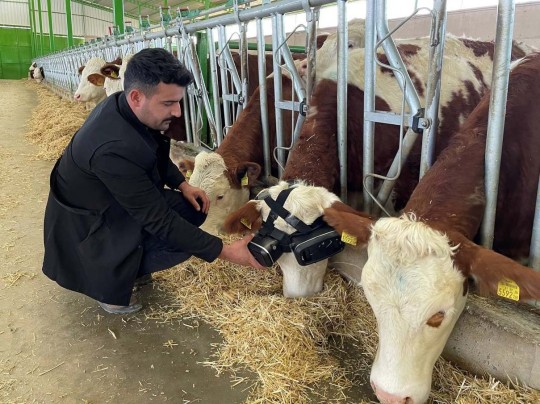 Gafas de Realidad Virtual para Aumentar la Producción de Leche en Vacas